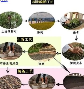 探究熟普洱茶浓厚口感的秘密： *** 过程与原料分析