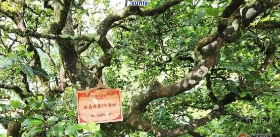 探寻哀牢山普洱茶的产区及其品质特点：一篇文章全面解答您的疑问