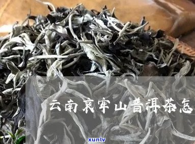 哀牢山普洱茶属于哪