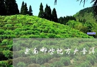 云南普洱茶天堂：探寻云入天香茶叶的诞生之地