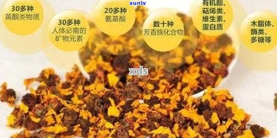 雪菊和普洱茶一起泡功效：健益处与独特风味的融合