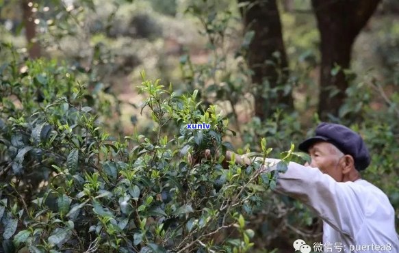 探究八达山普洱茶的独特风味及其 *** 工艺