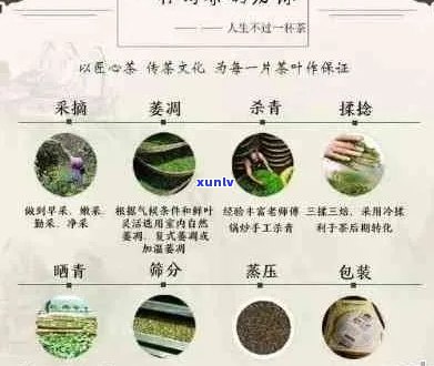 全面解析：十大普洱茶排行榜，助你轻松选购优质茶叶