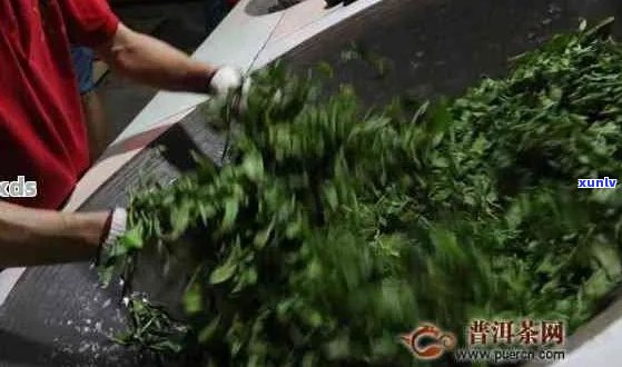 普洱茶杀青的程度：掌握火候与时间的关键