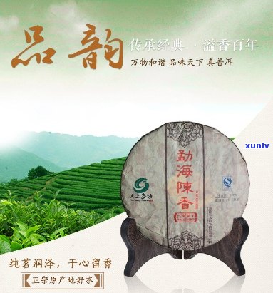 陈香君悦普洱茶卖点