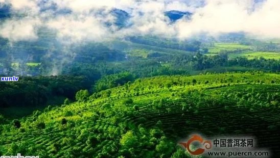 新 '醇厚口感的中粮普洱茶，让您体验云南大山的独特魅力'