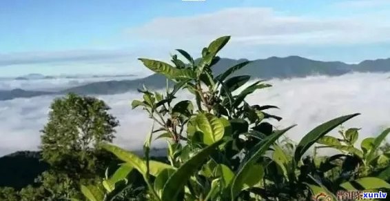 新 '醇厚口感的中粮普洱茶，让您体验云南大山的独特魅力'