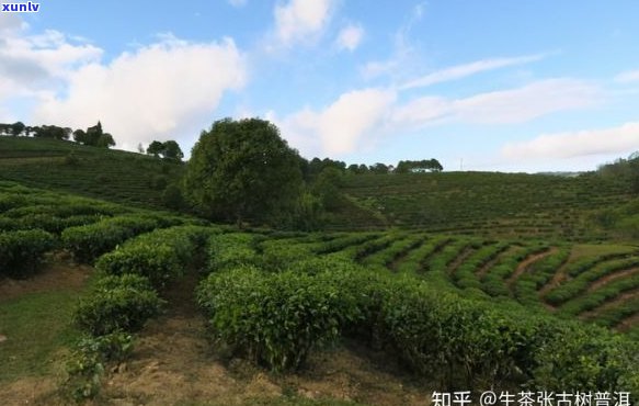 普洱茶的栽培 *** 与技术，以及不同类型的区分