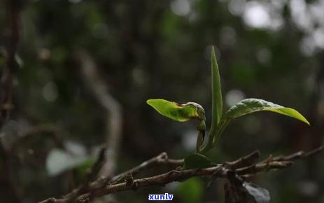 普洱茶种植全攻略：从选地、肥、修剪到收获，一文详解种植技术与注意事项