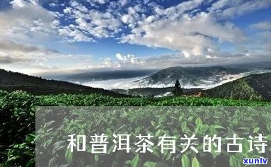 关于普洱茶的古诗词名言：品茗普洱，诗意盈怀。