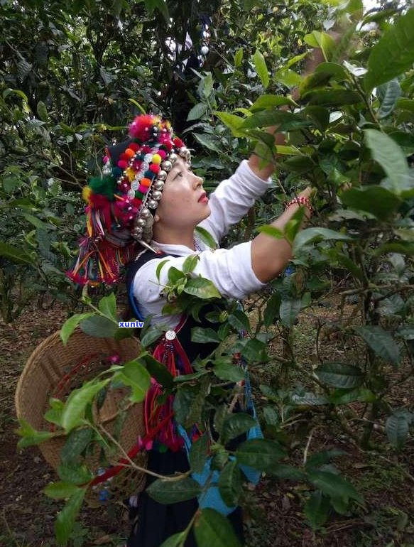 古诗词中的普洱茶：品味千年诗意，感受普洱韵味