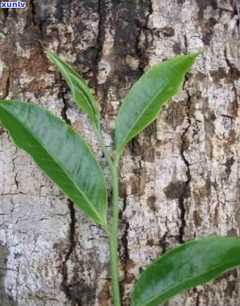 云南普洱茶：地名背景与品质特点的全方位解析