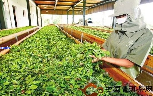 什么是普洱茶深加工