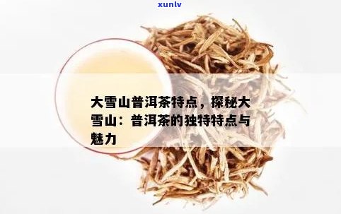 探寻大雪山普洱茶的独特魅力与健益处：一种新的视角