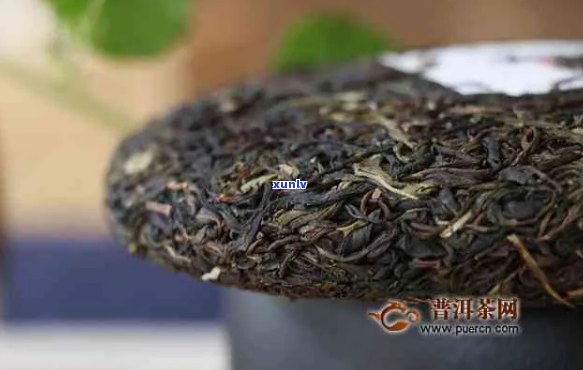 云茶业樟香普洱茶1731:品质、产地、 *** 工艺与口感全方位解析