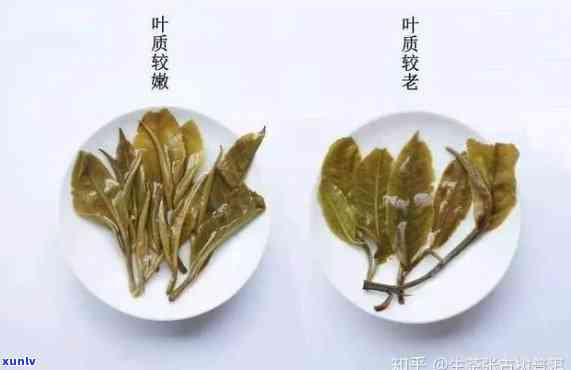 叶底碎普洱茶的品饮价值与处理方式