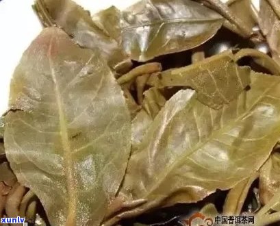 叶底碎裂的普洱茶品名及其特点：全面解析与推荐