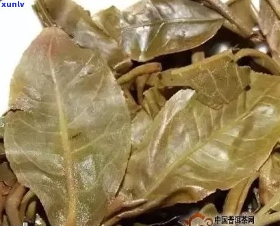 叶底碎裂的普洱茶品名及其特点：全面解析与推荐