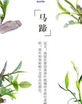 普洱茶中的马料成分及其安全性：真相揭秘与适宜饮用人群