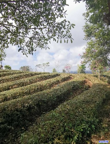 精品普洱茶场