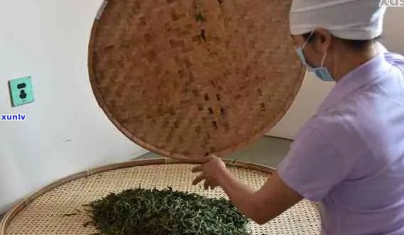 普洱茶压饼工艺详解：从采摘到成品的全过程