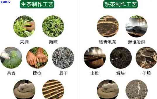 普洱茶不同批次品质差异：从原料到工艺的深度解析