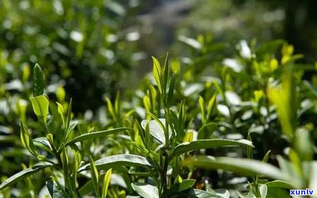 普洱茶的芽头生长周期：揭秘多少年才能品尝到新芽