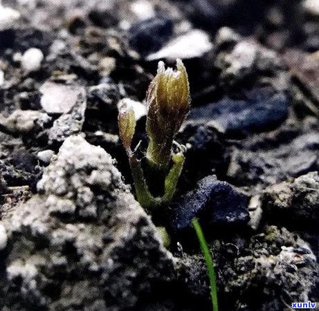 普洱茶的芽头生长周期：揭秘多少年才能品尝到新芽