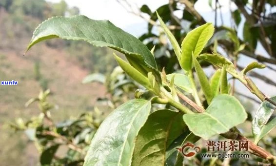 普洱茶的芽头生长周期：揭秘多少年才能品尝到新芽