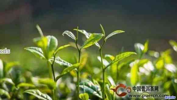 普洱茶春茶多少钱一斤？云南普洱春茶价格，普洱春茶多少钱一公斤