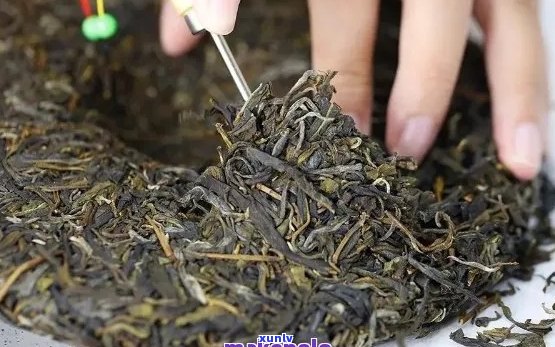 如何正确泡出紫芽普洱茶饼的醇厚口感：一步到位的冲泡技巧