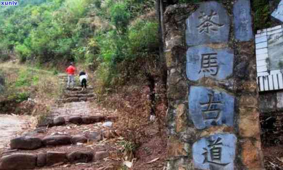 普洱茶马古道坑不坑