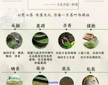 云南活化石茶：品种、产地、 *** 工艺、功效与口感全方位解析