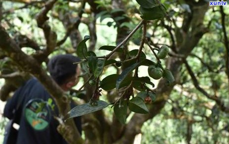 天门山古树普洱生茶：品种、产地、 *** 工艺与口感的全面解读