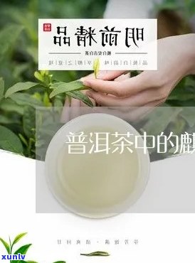 到云南普洱茶原产地品茶