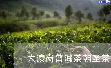 大渡岗普洱茶多少价