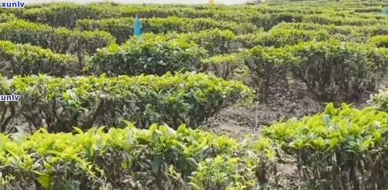 广西防城港产什么茶叶？查找名牌茶与特产茶，探究当地最有名花茶。