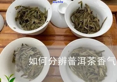 普洱茶的香气怎么看