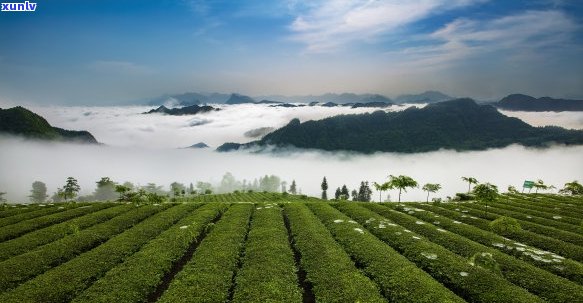 张家界山间秘境：品鉴绿水青山间的茶叶文化