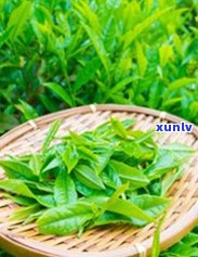 普洱茶膏发白现象解析：原因、影响与改善 *** 全方位指南