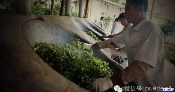 普洱茶杀青工艺的关键因素：度与时间控制详解