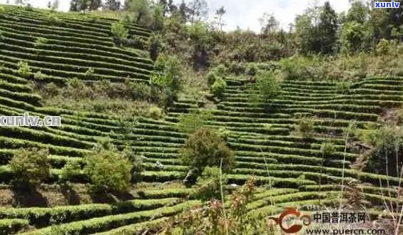 昆明普洱茶场与收藏鉴定研究院位置及优质推荐