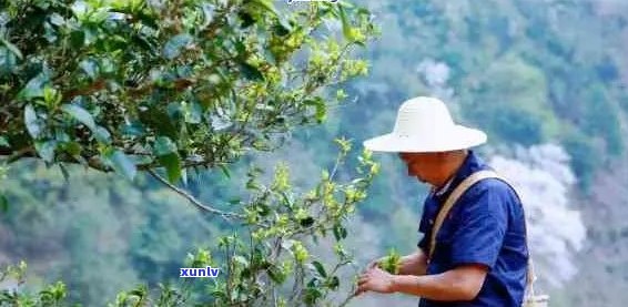 云南普洱茶：寻找最正宗的茶叶产地与品尝体验