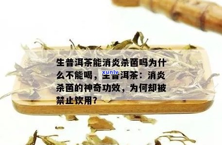 普洱茶消炎杀菌功效强大，实测效果出众