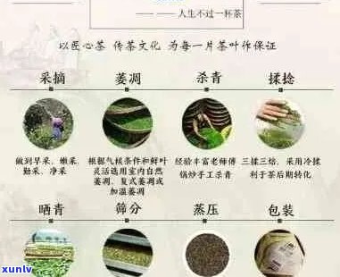 云南普洱茶十大品种名称：探寻经典口感与品质