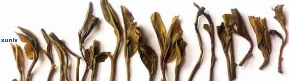 普洱茶中的茶叶与茶梗：哪个更有价值？