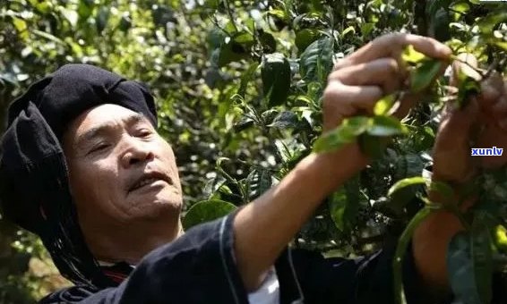 基诺山寨：探索普洱茶的产地、 *** 工艺与品鉴技巧