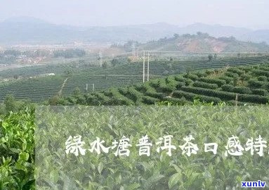 绿水塘普洱茶好不好