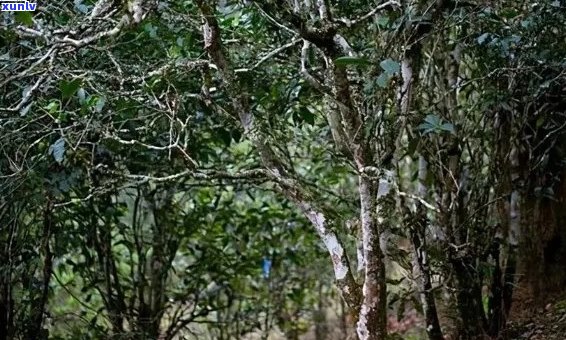 普洱茶十大茶山特点介绍：云南六大茶山独特风貌解析