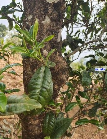 宫廷普洱茶底不油润